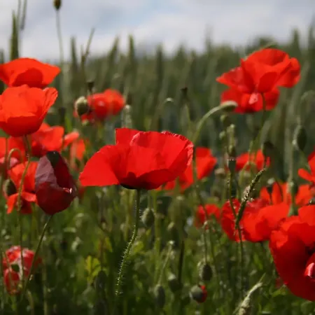 Frühstückspension Arara Montfaucon-d'Argonne