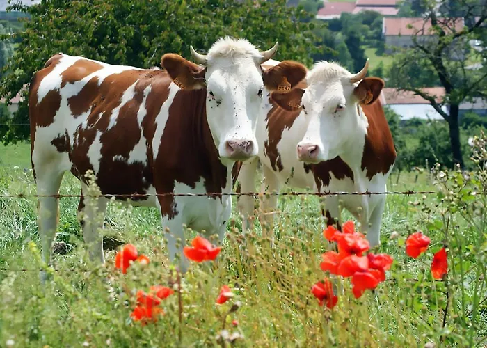 Arara Montfaucon-d'Argonne