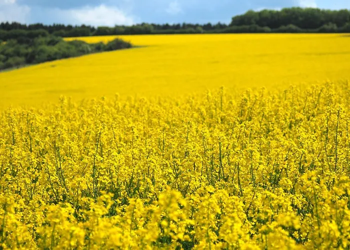 Bed & Breakfast Arara