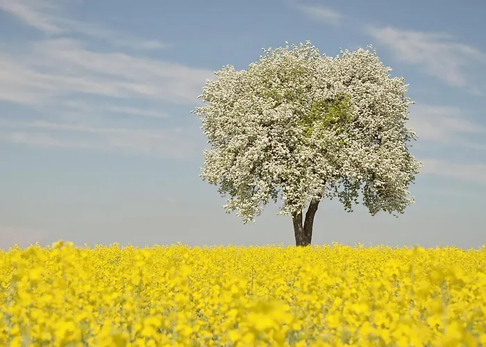 Bed & Breakfast Arara Montfaucon-d'Argonne