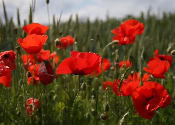 Bed & Breakfast Arara Montfaucon-d'Argonne